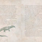 dragons the handbook history and lore