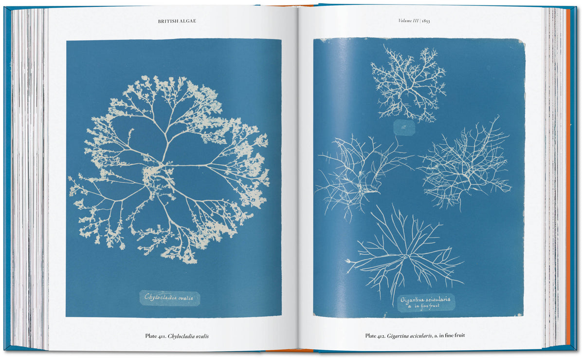 ANNA ATKINS: CYANOTYPES (TASCHEN 45TH)  (HB)