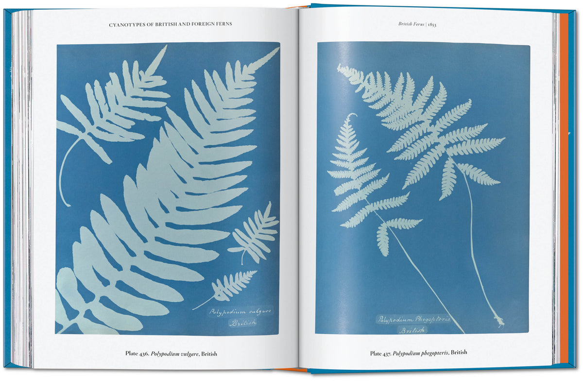 ANNA ATKINS: CYANOTYPES (TASCHEN 45TH)  (HB)